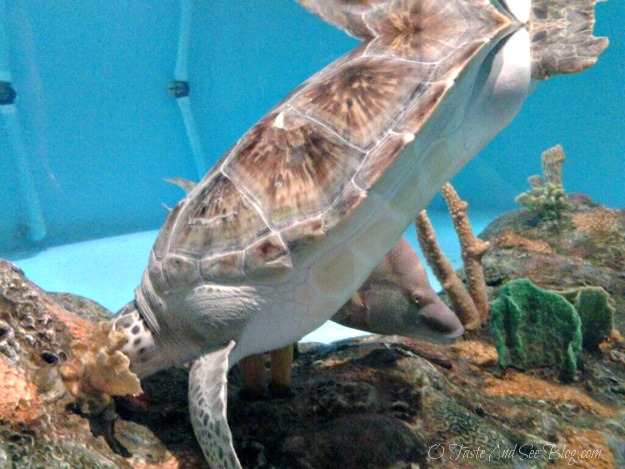 sea life aquarium turtle