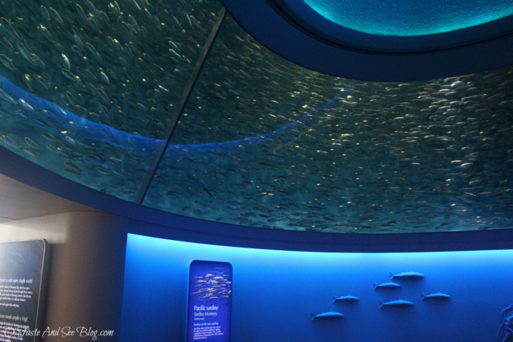 Monterey Bay Aquarium #hosted