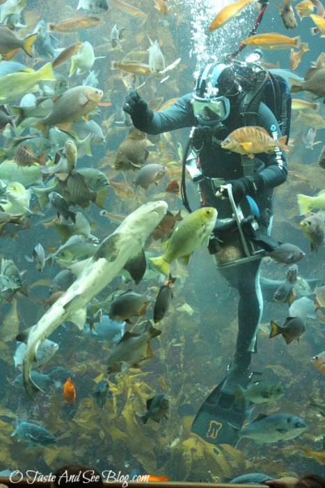 Monterey Bay Aquarium #hosted